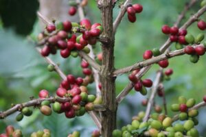 coffee, luwak, kopi