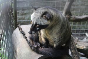 luwak, coffee, indonesia