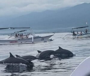 dolphin watching lovina